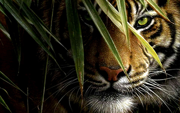 Jaipur Ranthambore Tour